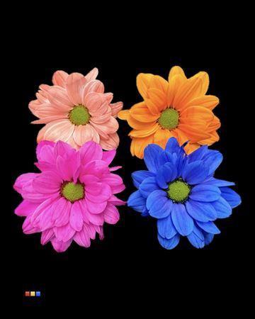 Chrysanthemum Indicum Grp tros kas kleurbehandeld H%