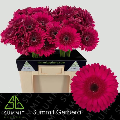 Gerbera grootbloemig Martini