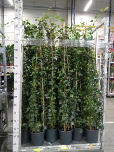 Hedera hibernica