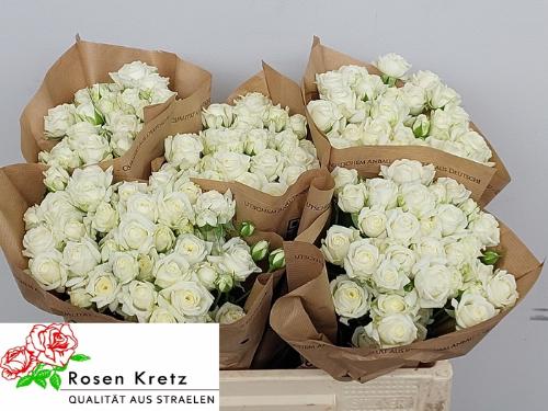 Rosa tros White Bubbles