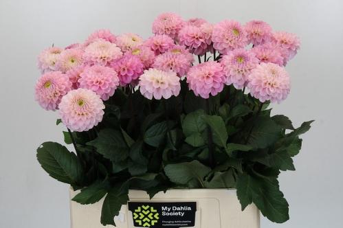 Dahlia Ball Grp 'Wizard of Oz'