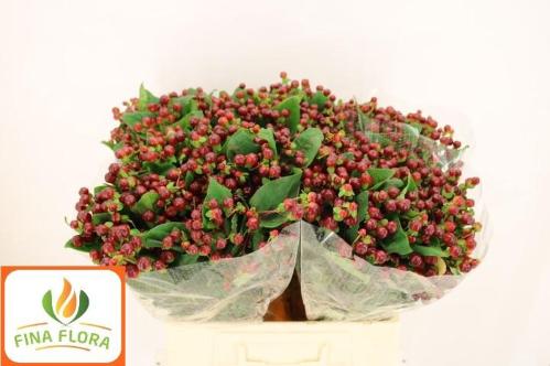 Hypericum x  inodorum Magical Cherry