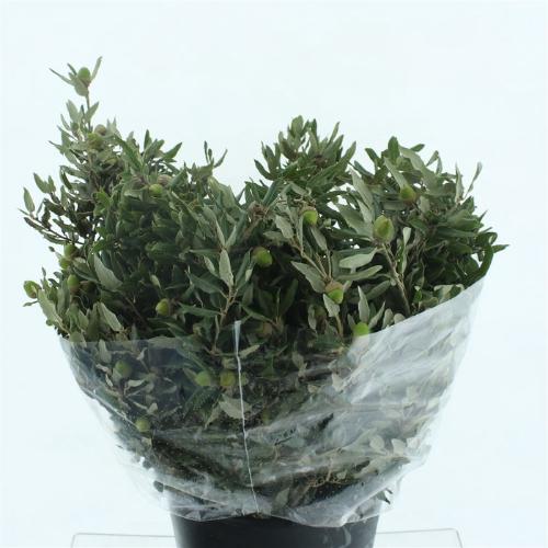 Quercus sp. per bos