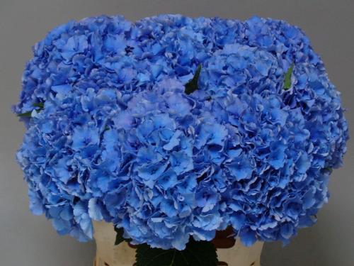 Hydrangea macrophylla Royal Parade