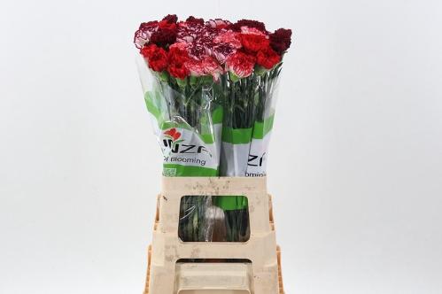 Dianthus standaard gemengd in bos