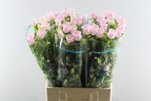 Campanula medium 'Campana Pearl Pink'
