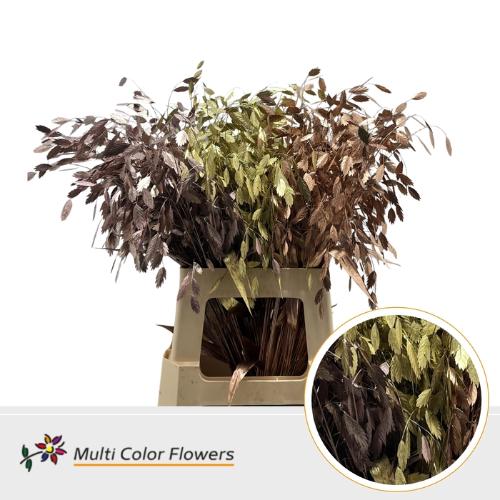 Siergras kleurbehandeld H%