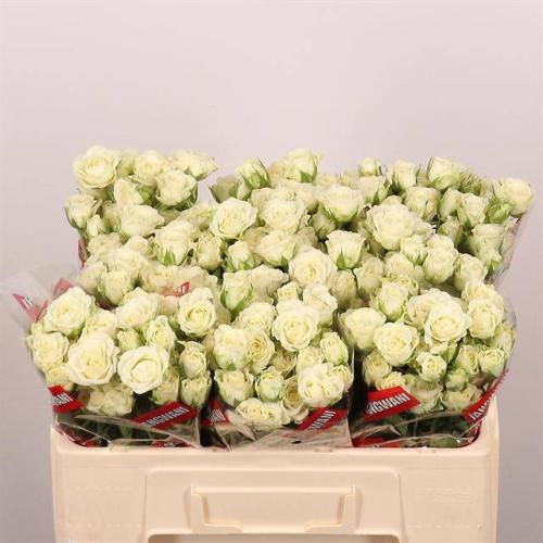 Rosa tros Snowflake
