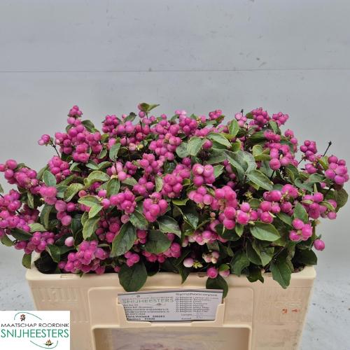 Symphoricarpos Magical Temptation