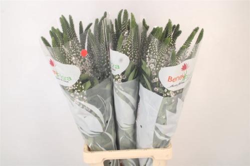 Lysimachia Moonlight