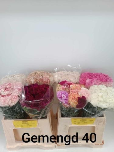 Dianthus standaard gemengd