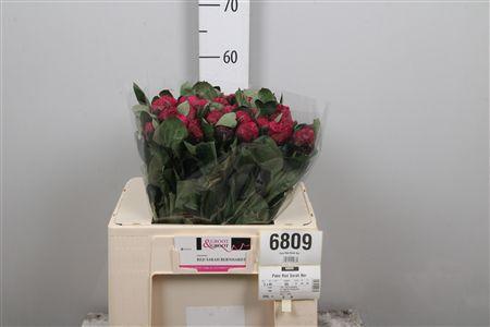 Paeonia Lactiflora Grp 'Red Sarah Bernhardt'