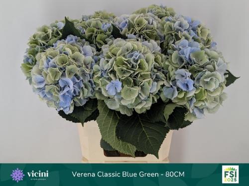 Hydrangea macrophylla 'Verena' (blauw classic)