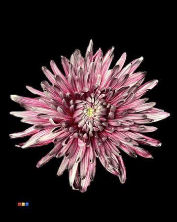 Chrysanthemum (Indicum Grp) geplozen Topspin kleurbehandeld H%