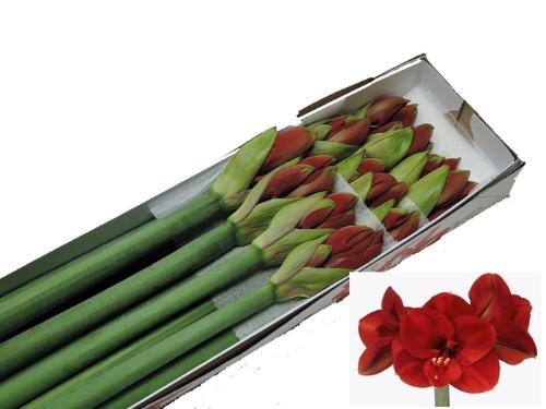 Hippeastrum Galaxy Grp 'Ferrari'