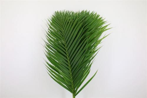 Palmblad