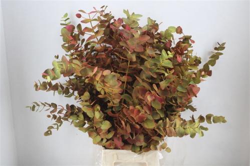 Eucalyptus cinerea kleurbehandeld per bos H%