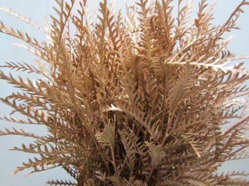 Decoratiegroen kleurbehandeld H%
