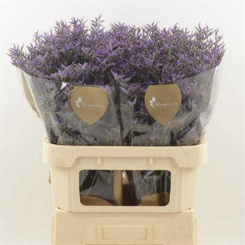 Limonium Safora Dark Blue