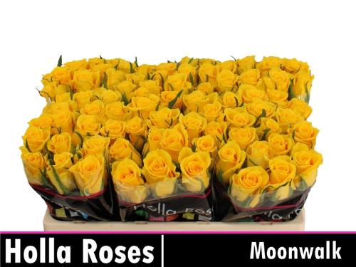 Rosa grootbloemig Moonwalk