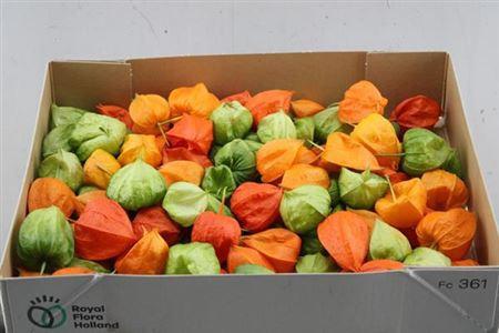 Physalis alkekengi lampion (los)