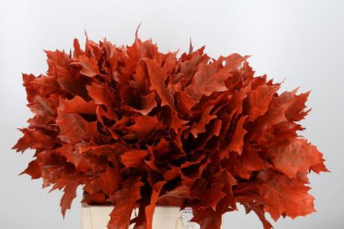 quercus overig kleurbehandeld H%