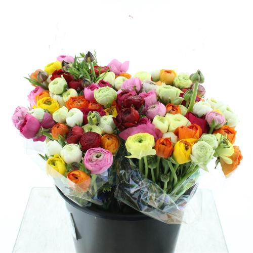 Ranunculus gemengd in bos