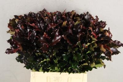 Photinia serrulata Curly Fantasy