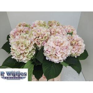 Hydrangea macrophylla 'Verena' (classic)