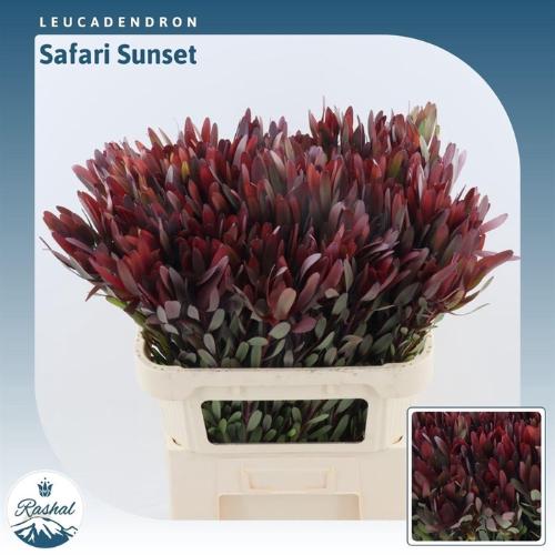Leucadendron 'Safari Sunset'