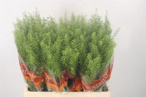 Thlaspi Green Bell