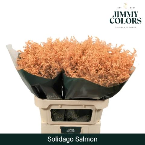 Solidago kleurbehandeld H%