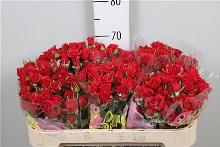 Rosa tros Mirabel