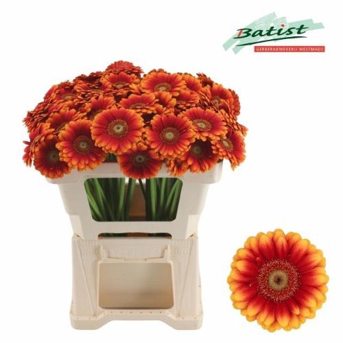 Gerbera mini Juanita