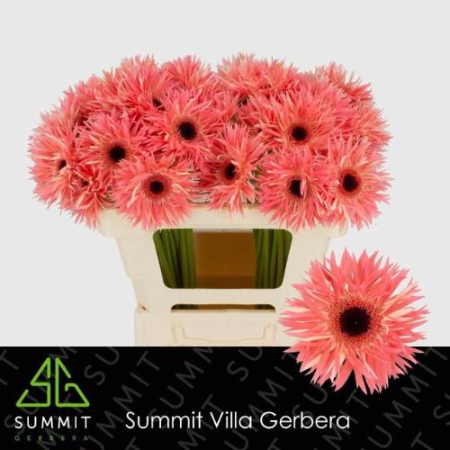 Gerbera grootbloemig Sensini
