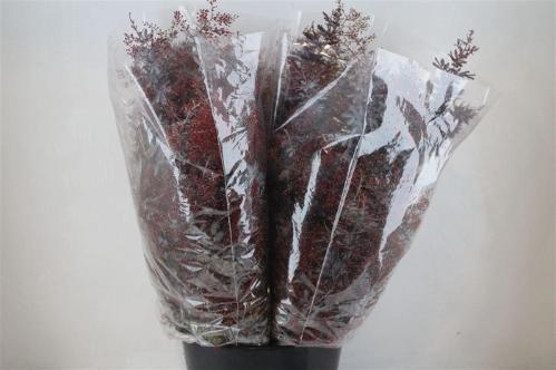 Acacia baileyana bloeiend per bos 'Purpurea'Dealbata Grp