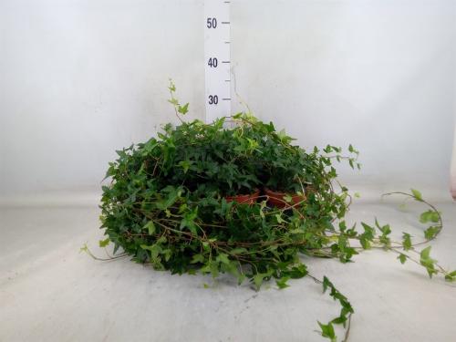 Hedera helix 'Shamrock'