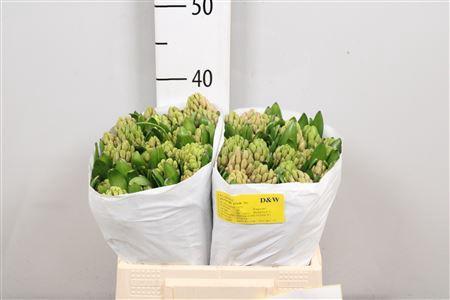 Hyacinthus orientalis 'Anna Marie'