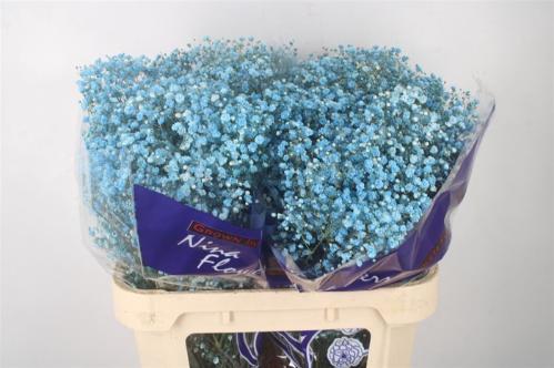 Gypsophila overig kleurbehandeld H%