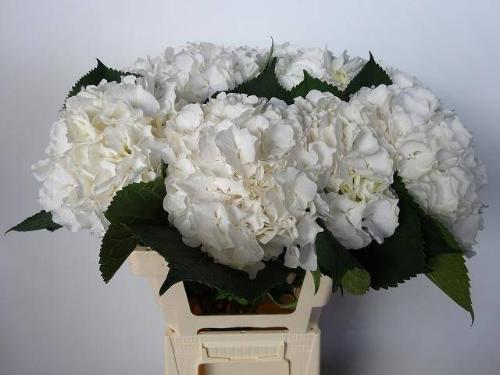 Hydrangea macrophylla Noordpool