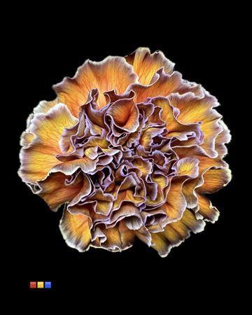 Dianthus standaard kleurbehandeld H%