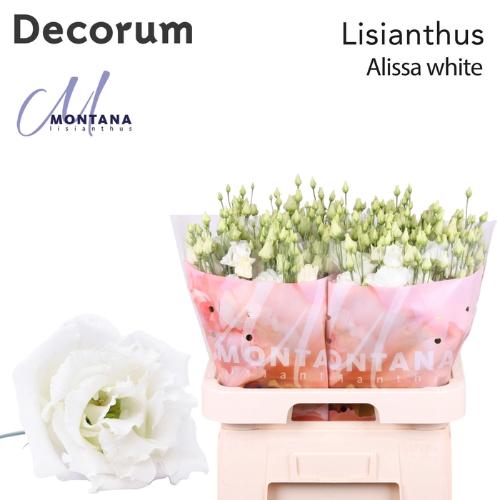 Eustoma russellianum gevuldbloemig 'Alissa White'