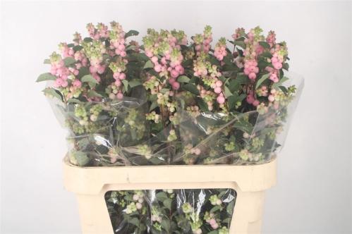 Symphoricarpos Magical Pride