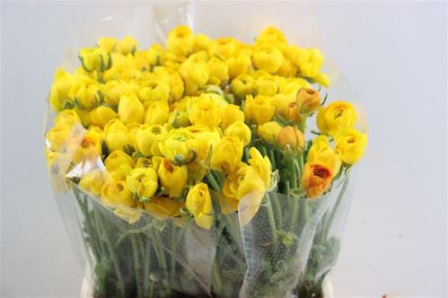 Ranunculus asiaticus 'Elegance Yellow'