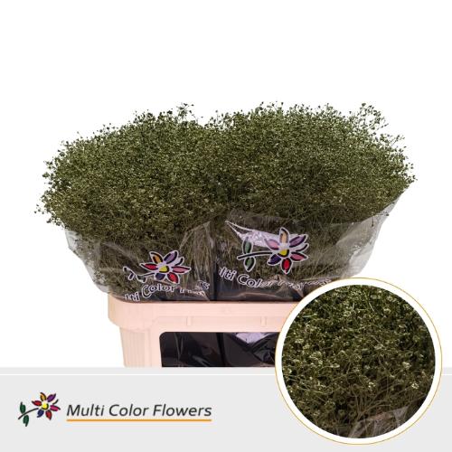 Gypsophila overig kleurbehandeld H%