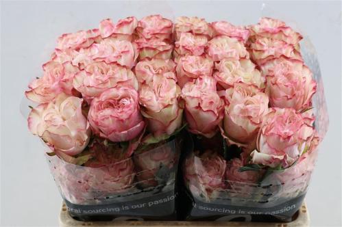 Rosa grootbloemig Country Spirit Candy