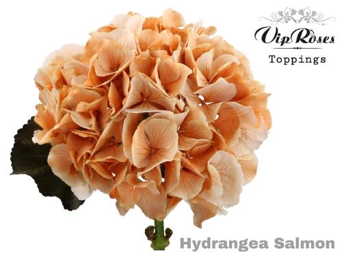 Hydrangea overig kleurbehandeld H%