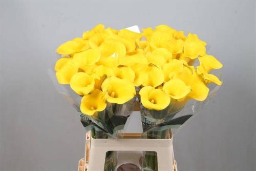 Zantedeschia Sunny Art