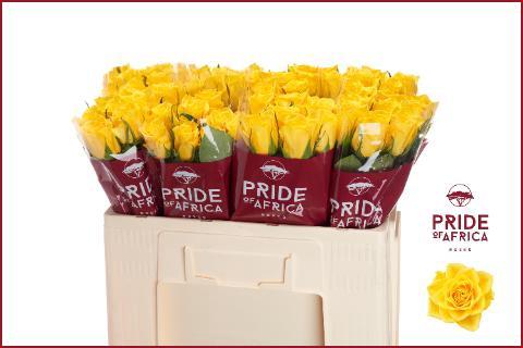 Rosa grootbloemig Njano!