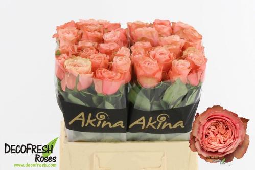 Rosa grootbloemig Kahala-Bb